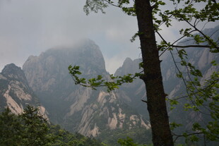 云雾缭绕的山林美景