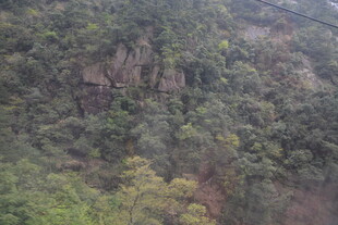 俯瞰茂密山林景观