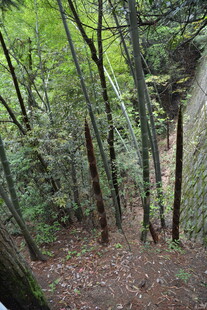 茂密树林中的自然景象