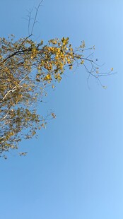 蓝天映衬下的金黄树枝