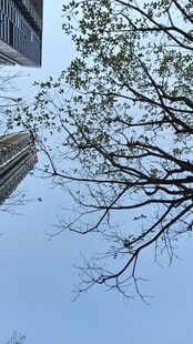 冬日树枝与建筑景观