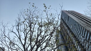 高楼旁光秃树枝景象