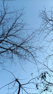 冬日树枝与蓝天景象