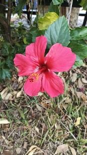 娇艳木槿花