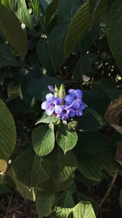 蓝花绿叶间的清新景致
