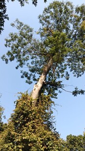 大树