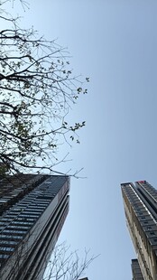 仰视城市高楼与树枝