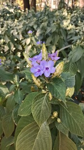紫色小花绽放绿叶间