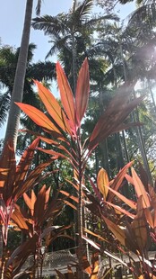 鲜艳红叶植物