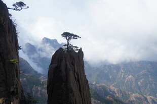 黄山奇峰上的孤松