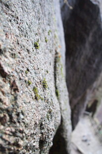 岩石上的绿色苔藓