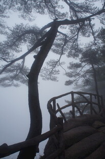 雾中孤松与木质观景台