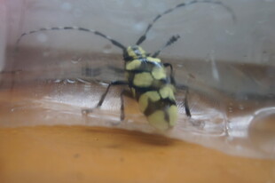 黄黑相间长角甲虫特写