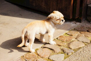 阳光下的可爱小狗