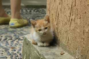 墙角边的可爱小猫咪