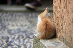 墙边独坐的橘猫