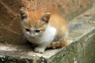 橘白小猫蹲坐石边