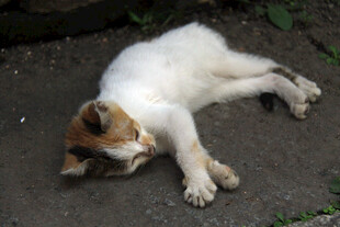 路边酣睡的三色小猫