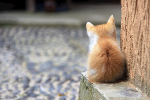 小猫独坐石边背影