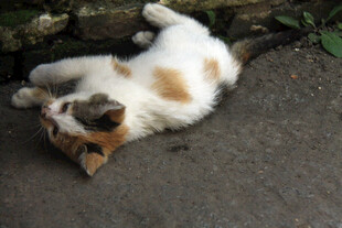 躺地玩耍的可爱小花猫