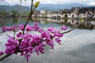 湖畔绽放的绚烂紫花