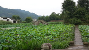 荷塘小径 田园诗意风光