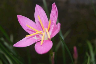 娇艳粉色风雨兰绽放