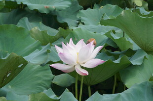 绽放的粉色荷花与荷叶