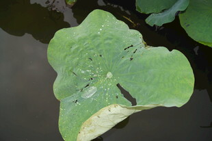 荷叶上的黑蜻蜓