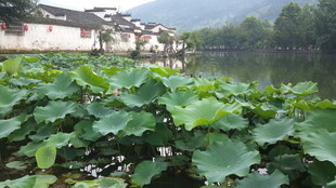 荷塘边的古朴水乡景致