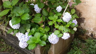 花盆中的白色绣球花