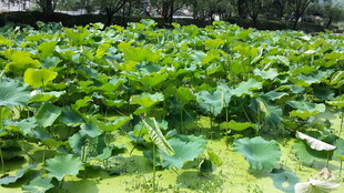 绿意盎然的蔬菜种植园