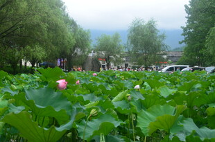 荷塘绿意 绽放娇艳荷花