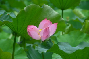 娇艳荷花绽放于绿叶间