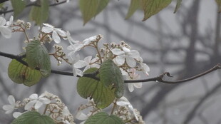 枝头覆雪的绿叶植物