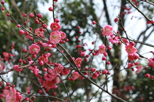枝头绽放的艳丽红梅花
