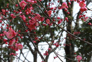 枝头绽放的艳丽红花朵