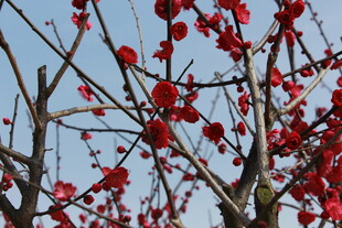 枝头红果映蓝天