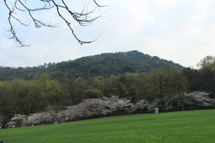 春日绿野山林美景