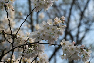 枝头绽放的美丽樱花