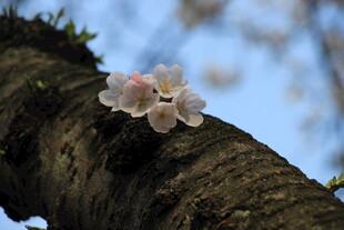 枝头绽放的粉嫩樱花