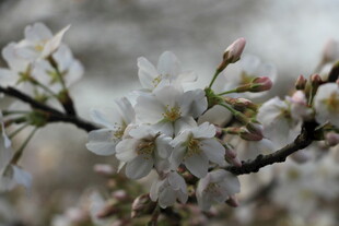 枝头绽放的洁白樱花