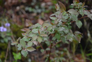 绿叶植物近景特写