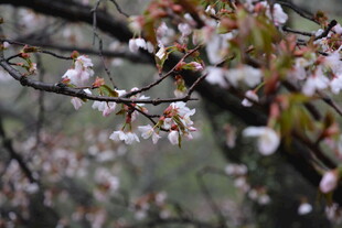 枝头绽放的粉嫩樱花