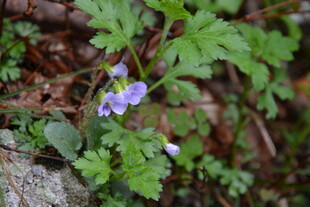 岩石旁的紫色小花