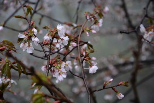 枝头绽放的粉嫩樱花