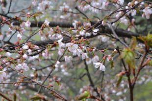 枝头绽放的粉嫩樱花