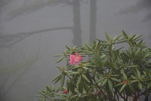雾中绽放的娇艳粉色花朵