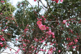 枝头绽放的娇艳粉色花朵