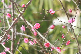 枝头绽放的粉嫩梅花